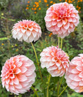Peaches N Cream