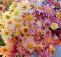 Petite Floret