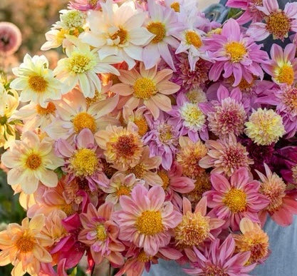 Petite Floret